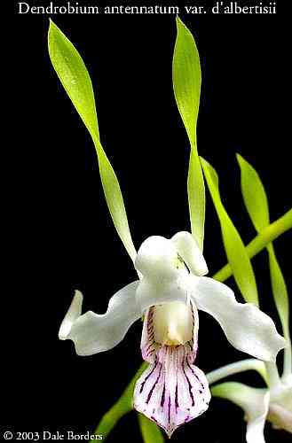 Dendrobium antennatum
